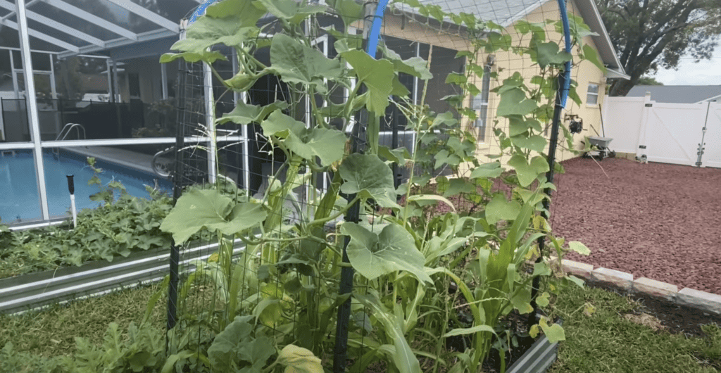 Cucumber trellis